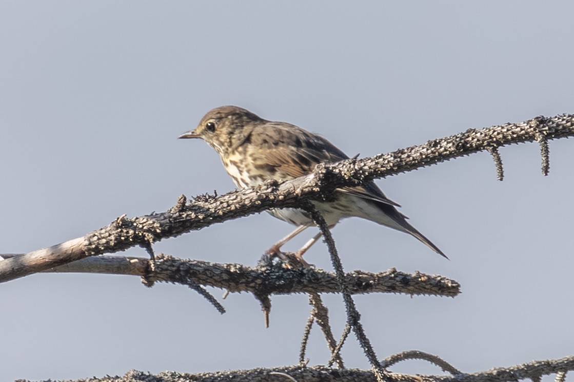 Song Thrush - ML643540049