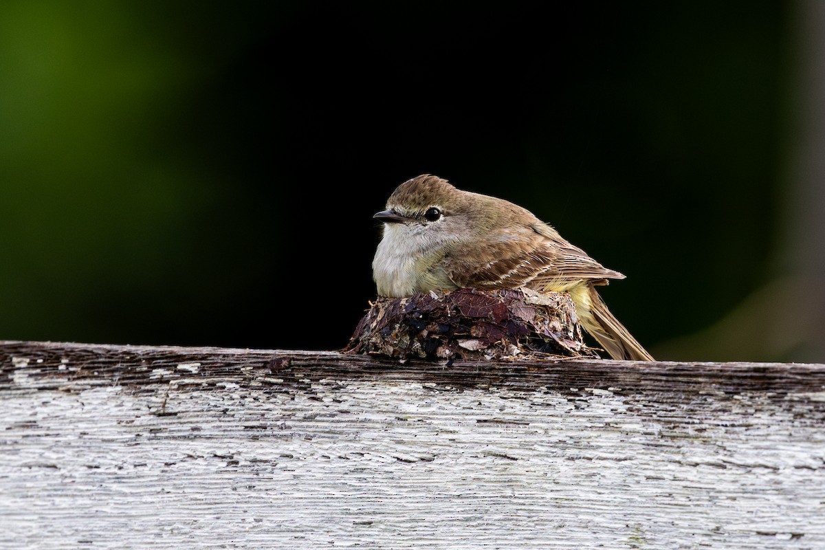 Southern Scrub-Flycatcher - ML643540067