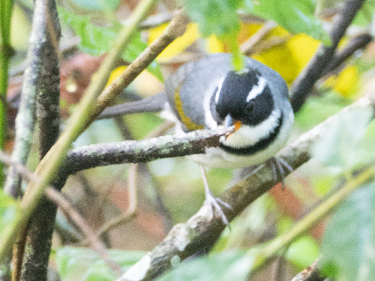 Желтоклювый тохи - ML643540070