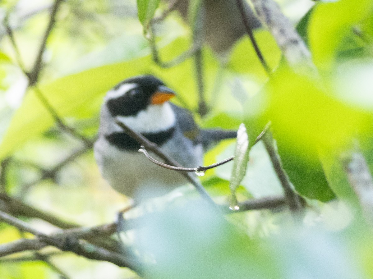 Желтоклювый тохи - ML643540071