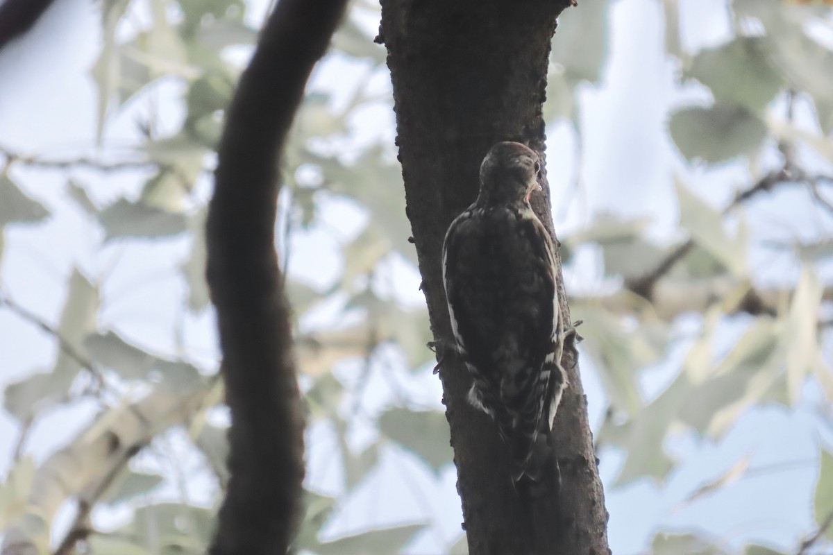 Yellow-bellied Sapsucker - ML643540081