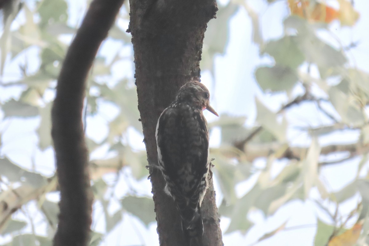 Yellow-bellied Sapsucker - ML643540082