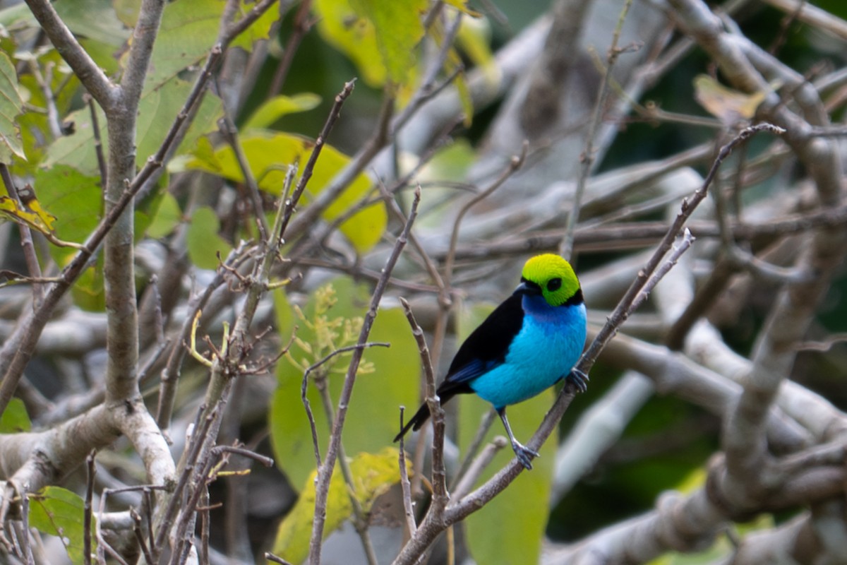 Paradise Tanager - ML643540092
