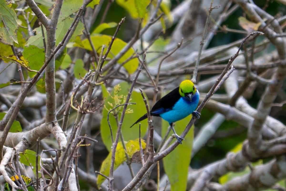 Paradise Tanager - ML643540093