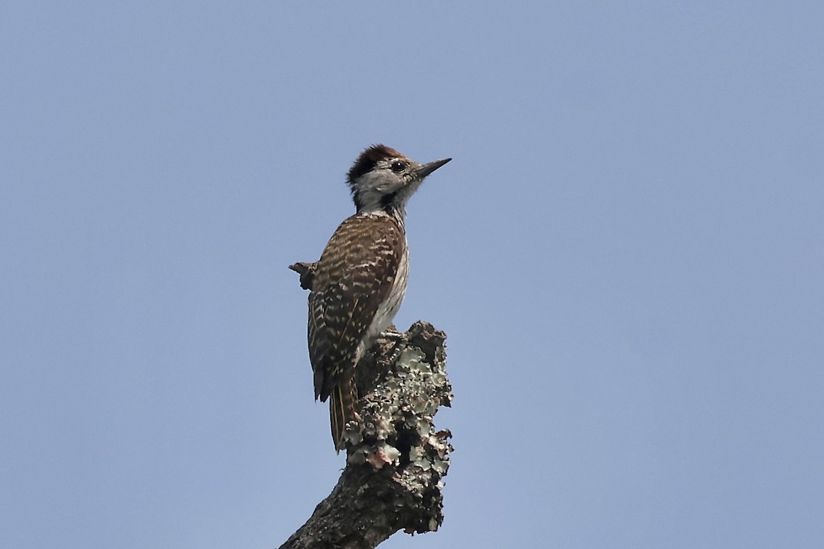Cardinal Woodpecker - ML643540103