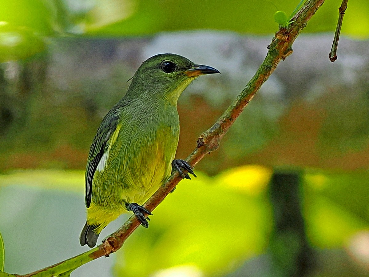tanımsız Dicaeidae sp. - ML643540138