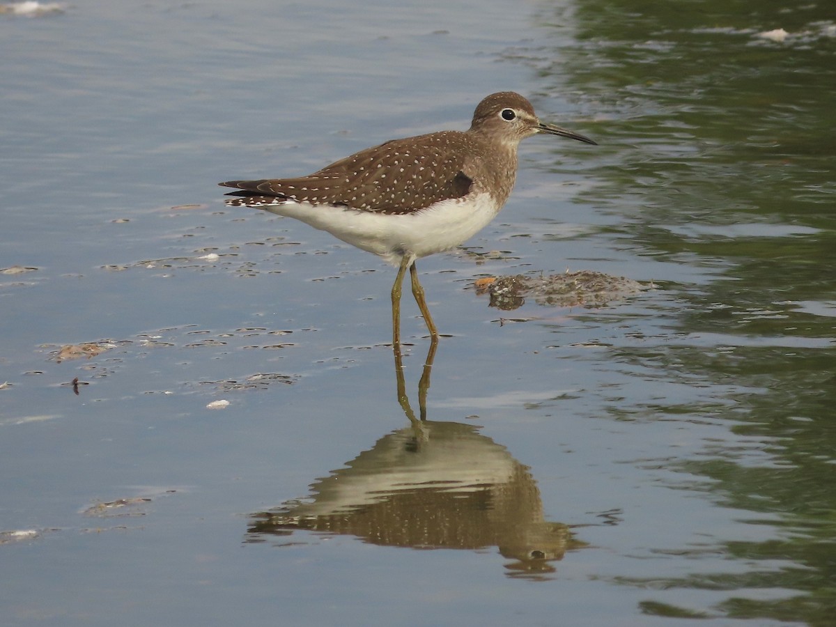 Solitary Sandpiper - ML643540139