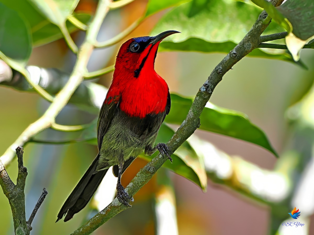 Crimson Sunbird - ML643540146