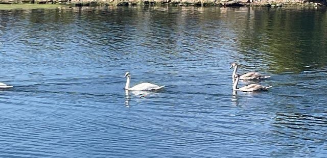 Mute Swan - ML643540174