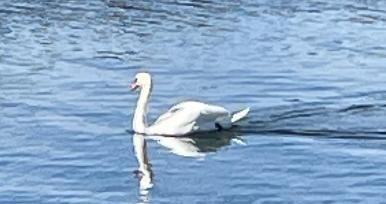 Mute Swan - ML643540175