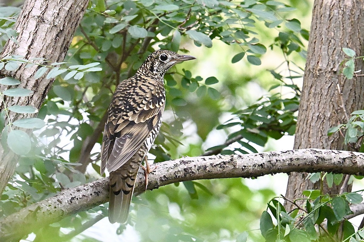 White's Thrush - ML643540176