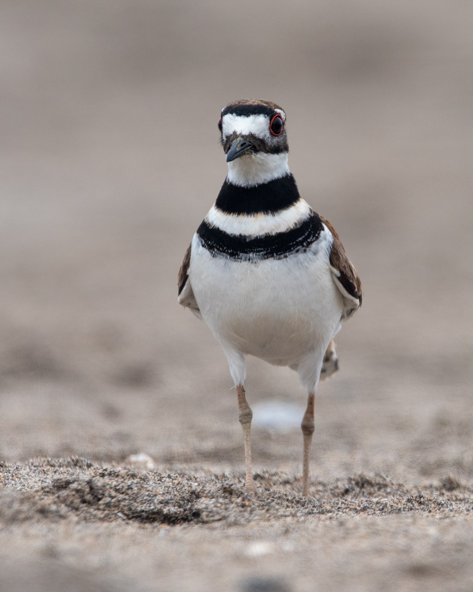 Killdeer - ML643540196