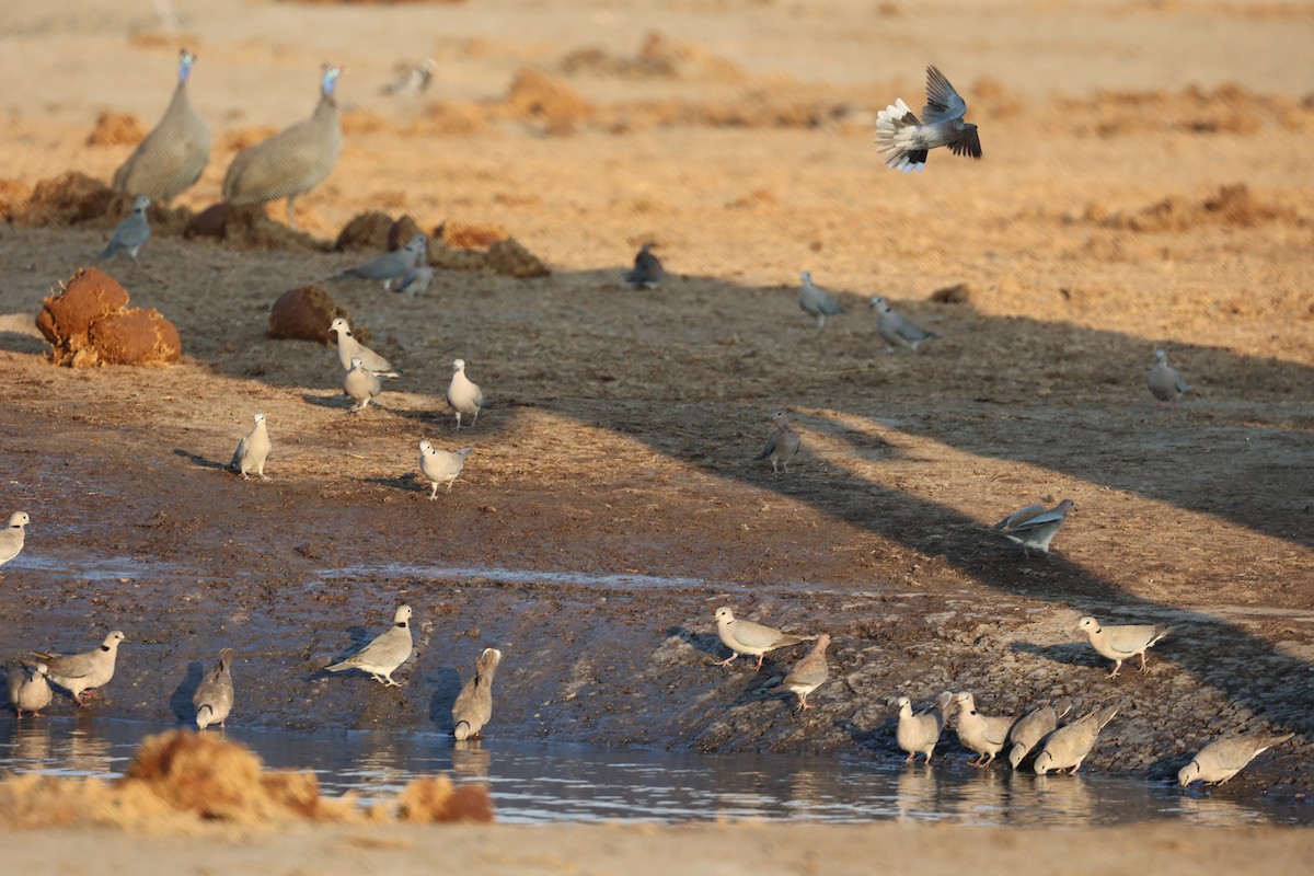 Ring-necked Dove - ML643540204