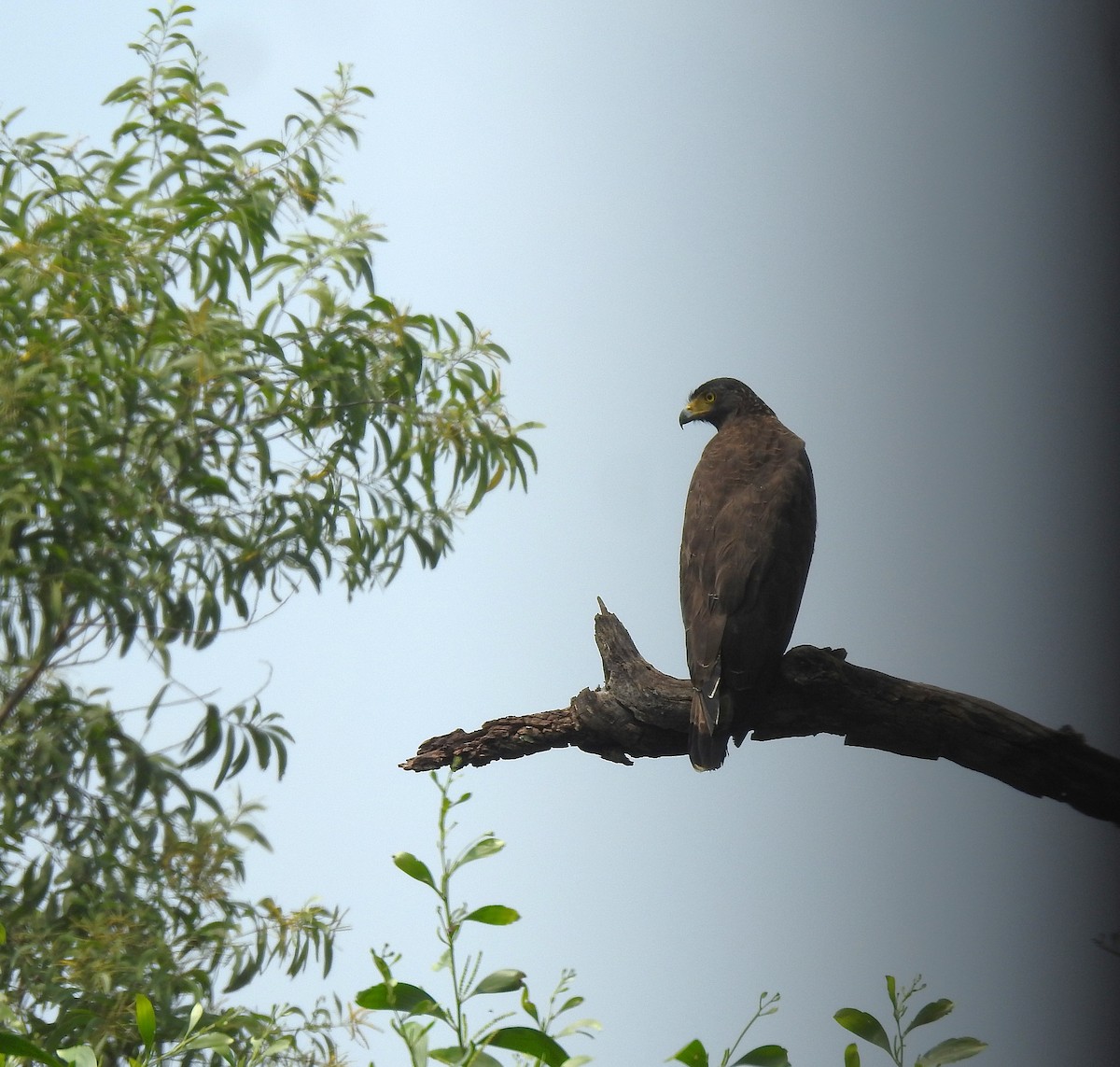 Crested Serpent-Eagle - ML643540224
