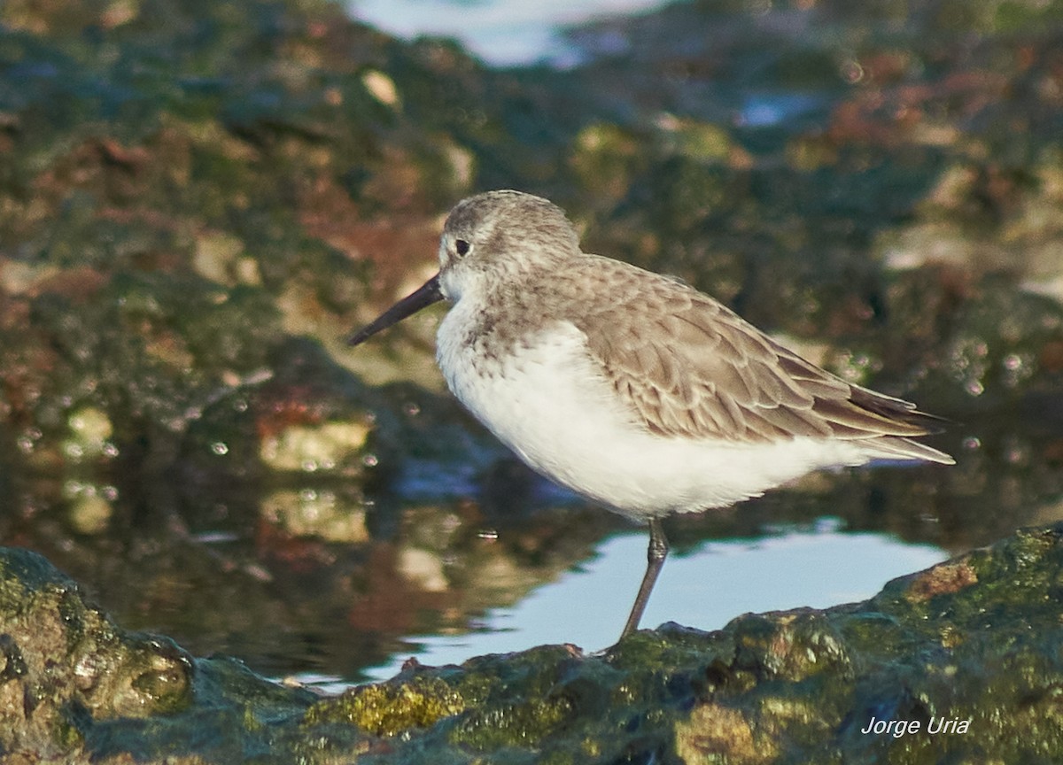 Dunlin - ML643540225