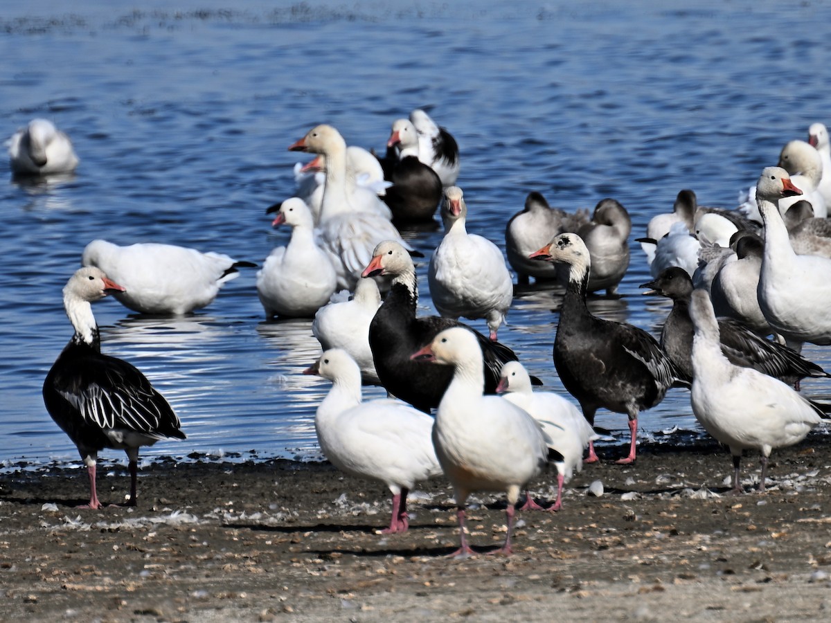 Ross's Goose - ML643540227