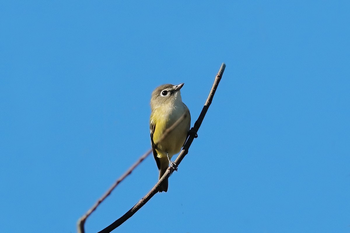 Blue-headed Vireo - ML643540244