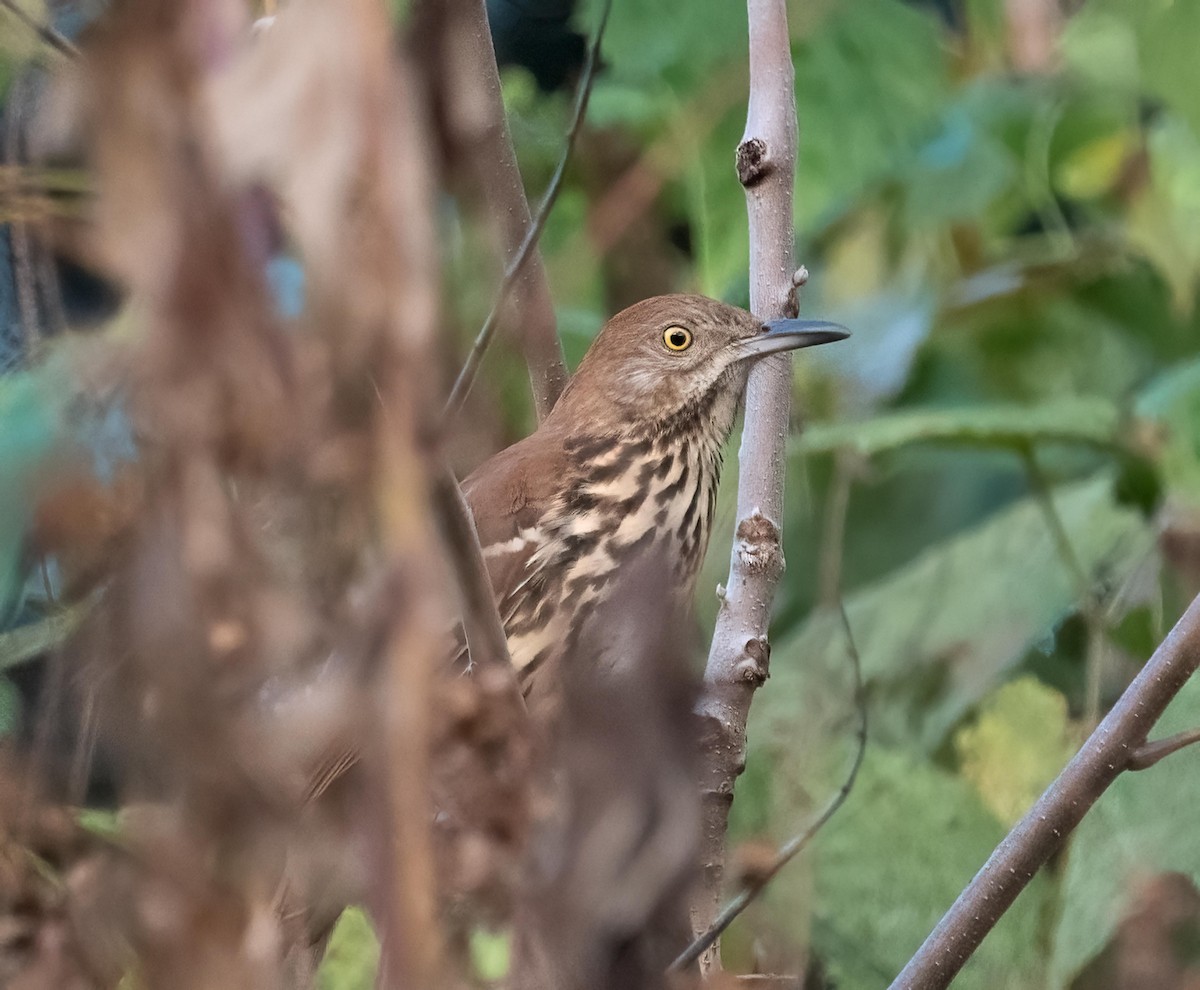 Brown Thrasher - ML643540262