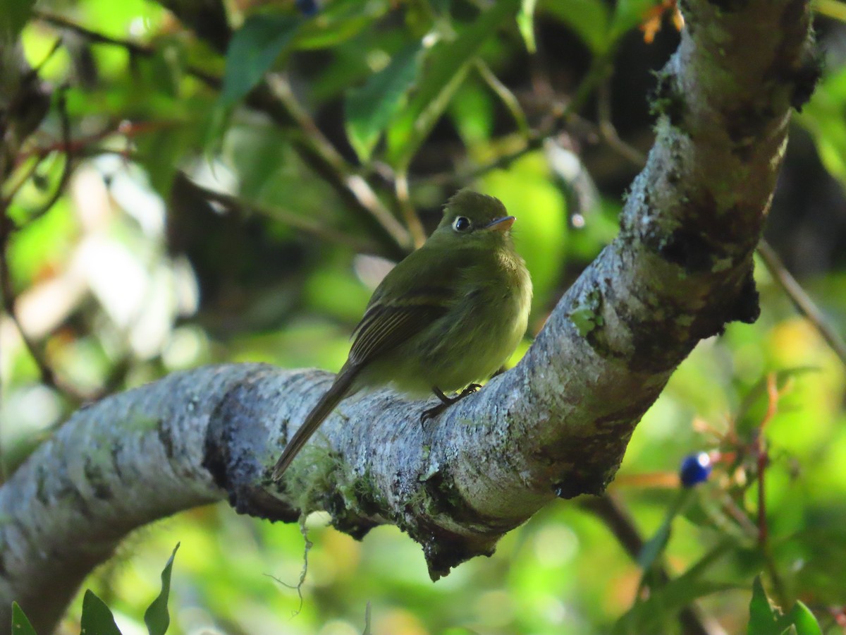 Yellowish Flycatcher - ML643540264