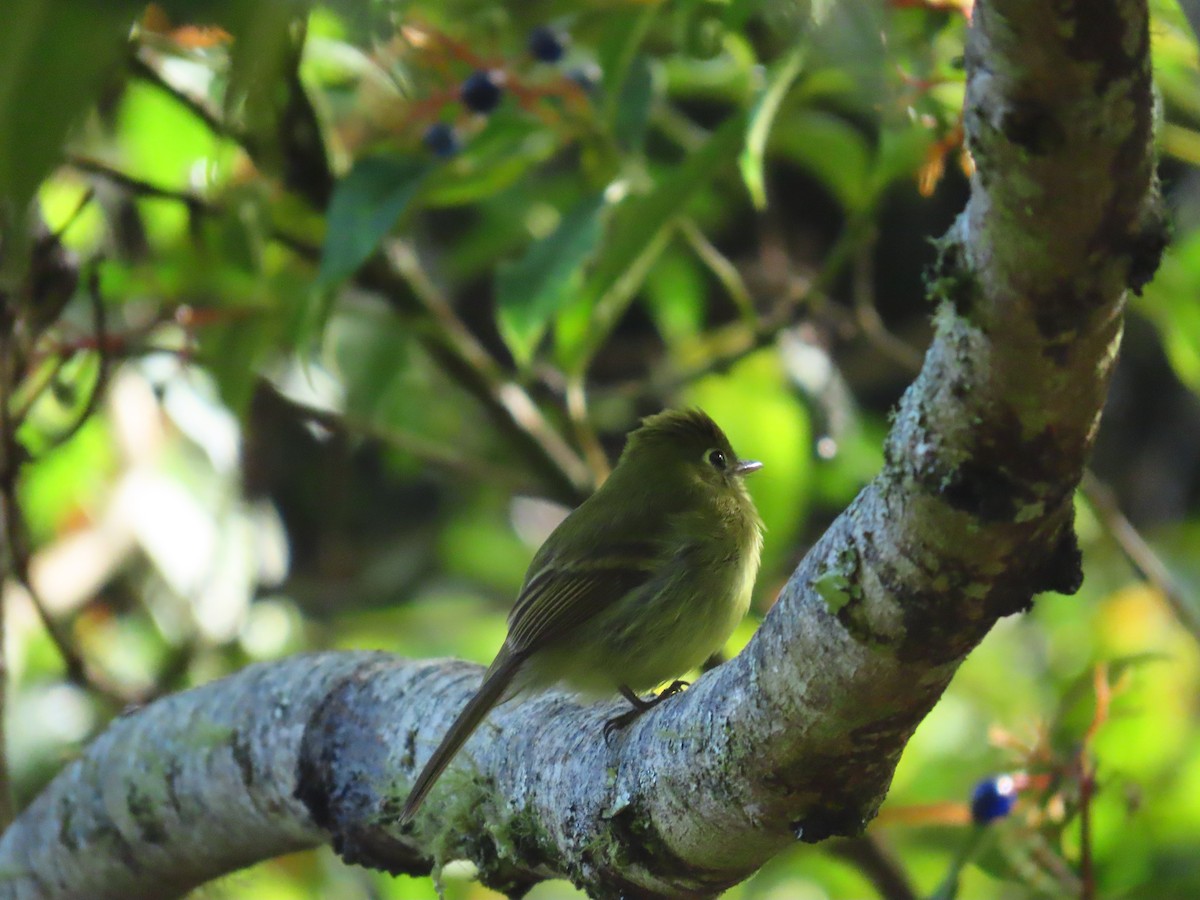 Yellowish Flycatcher - ML643540265