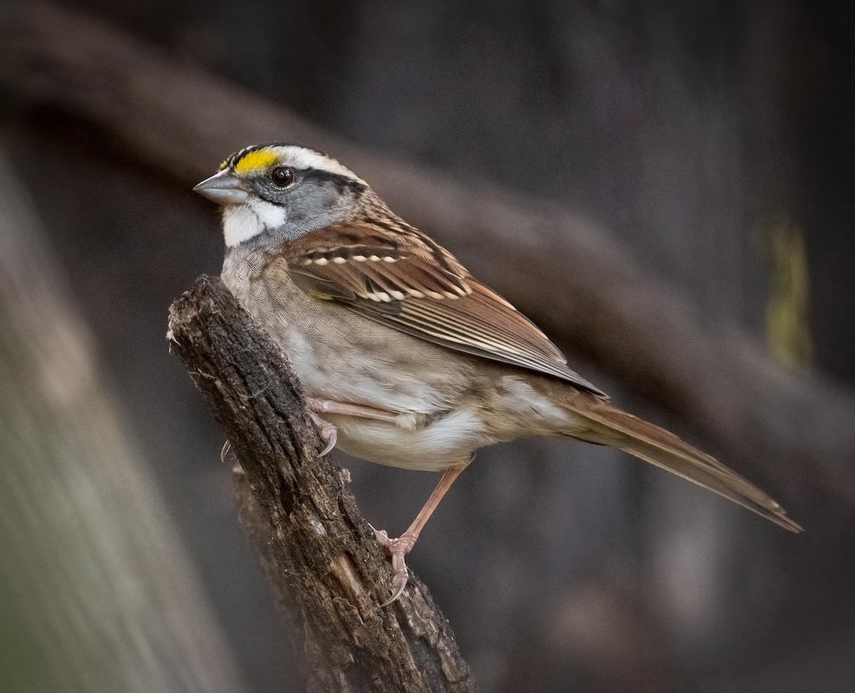 White-throated Sparrow - ML643540268
