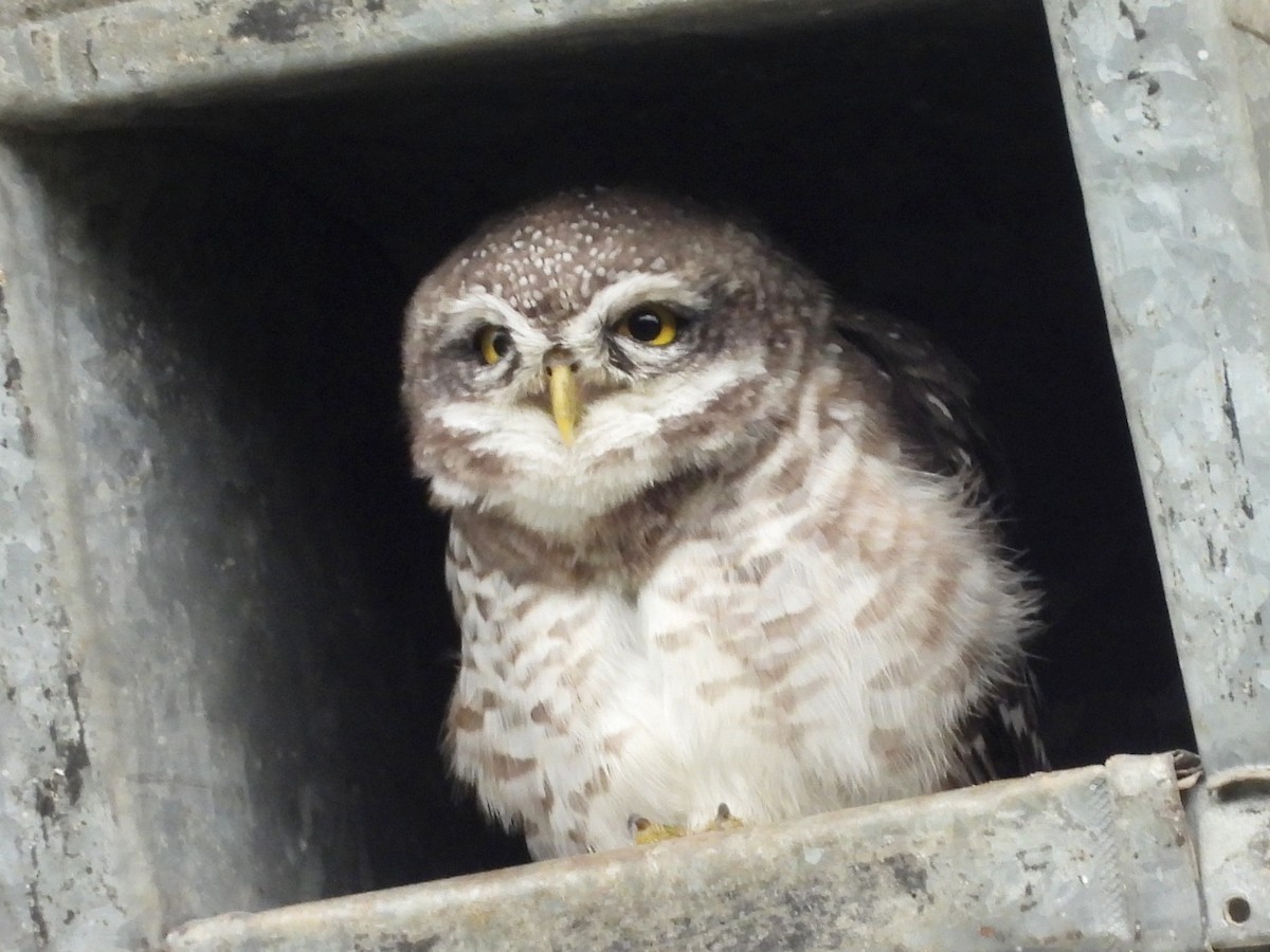 Spotted Owlet - ML643540269