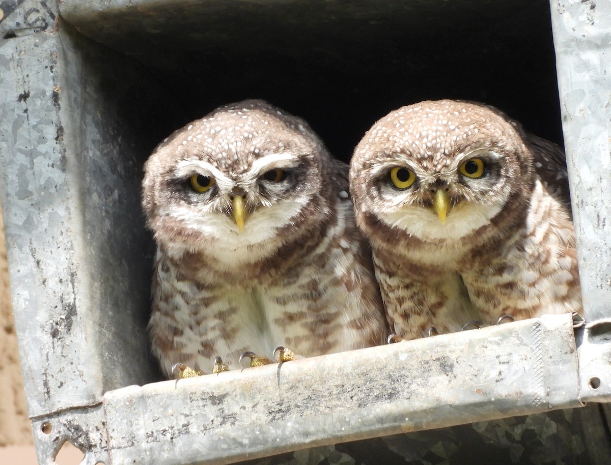 Spotted Owlet - ML643540270