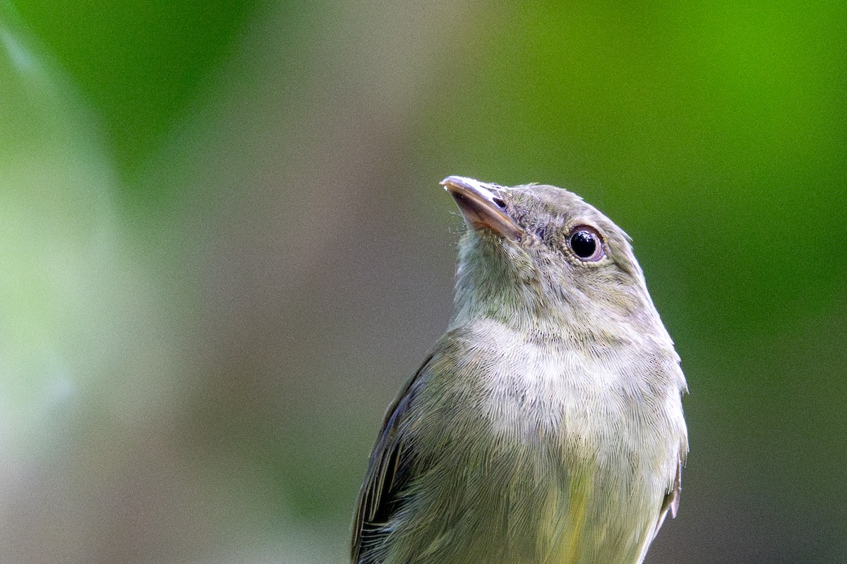 Dwarf Tyrant-Manakin - ML643540272