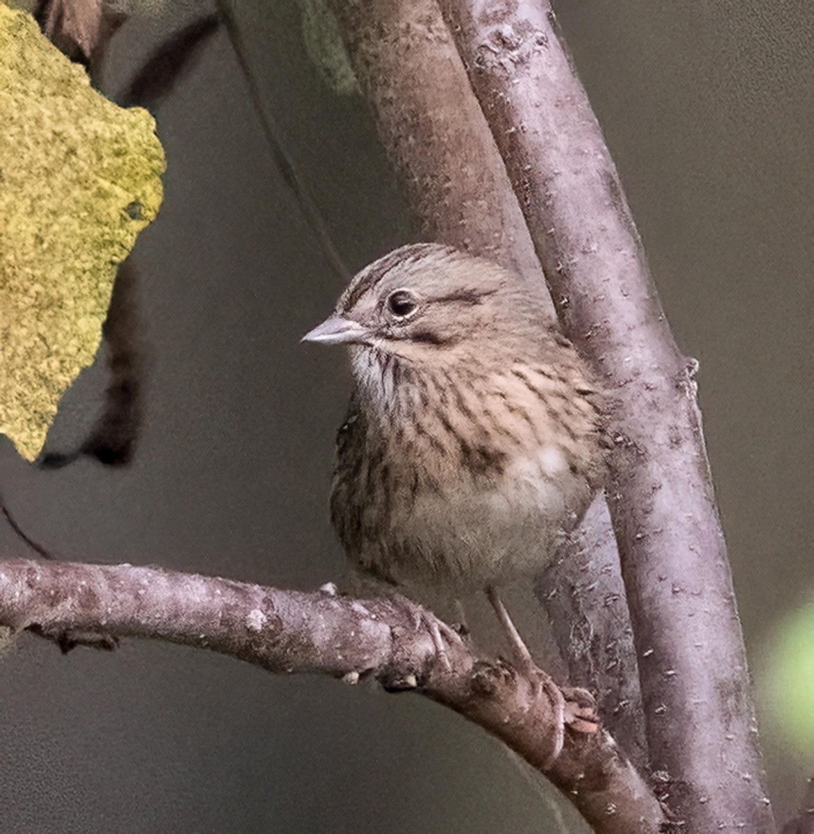 Lincoln's Sparrow - ML643540273