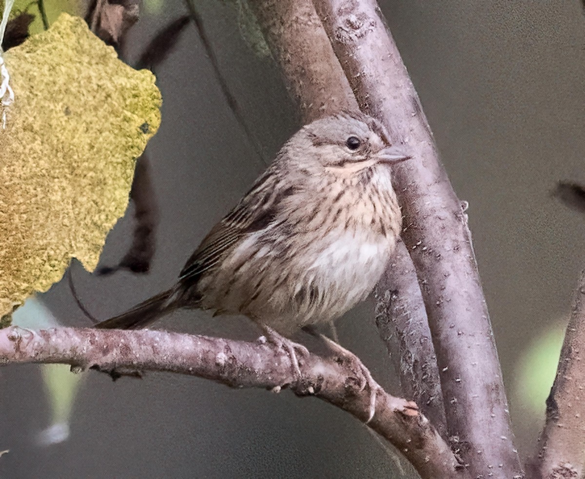 Lincoln's Sparrow - ML643540274