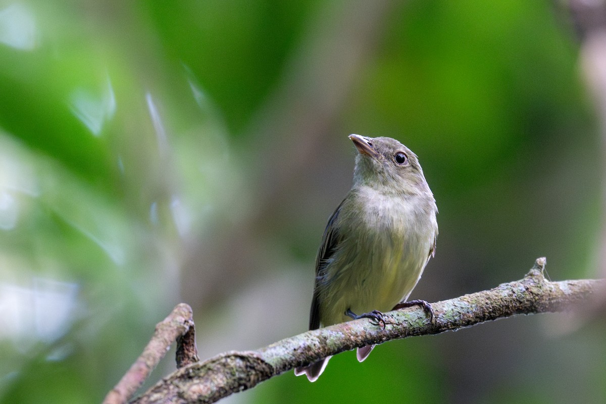Dwarf Tyrant-Manakin - ML643540275