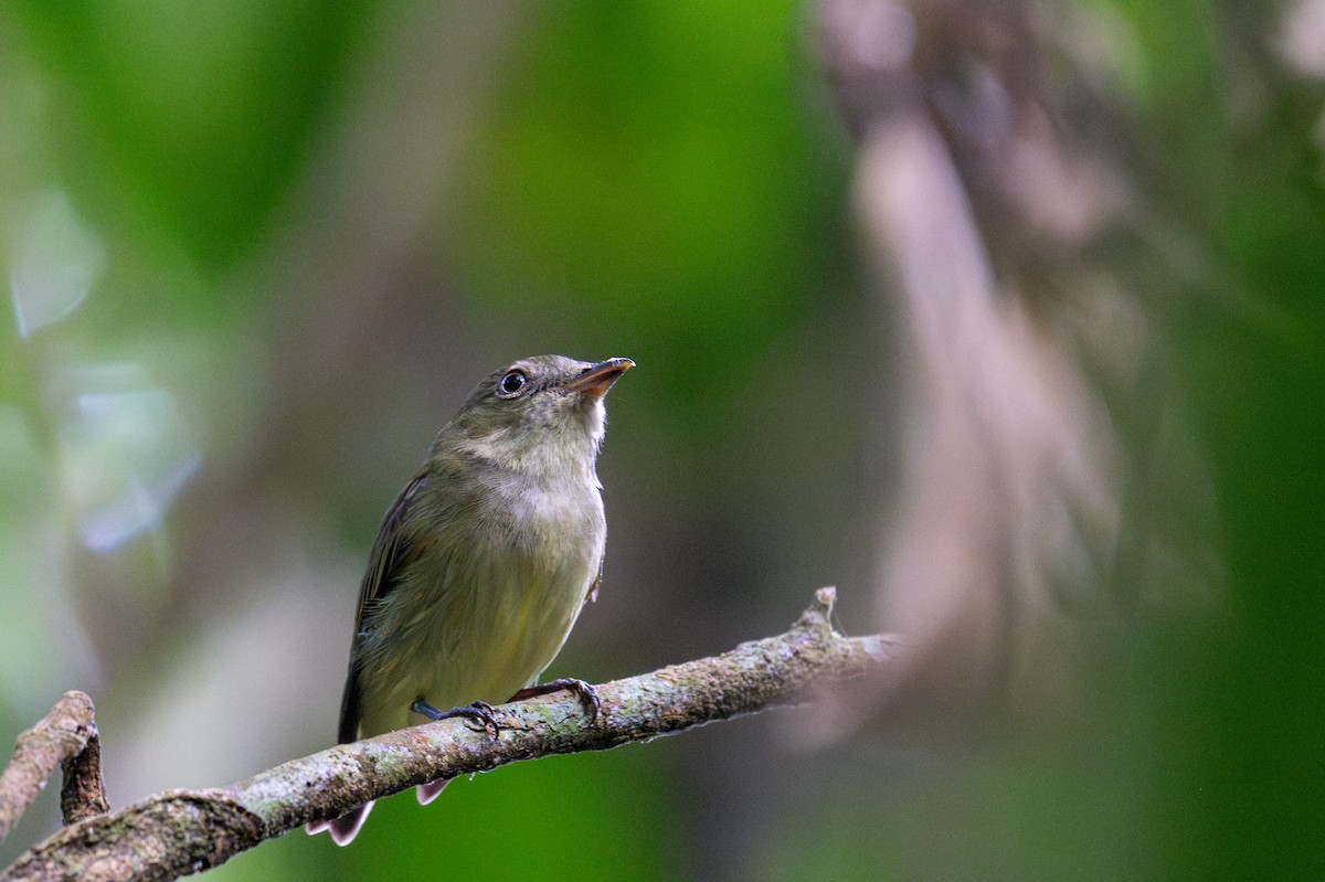 Dwarf Tyrant-Manakin - ML643540276
