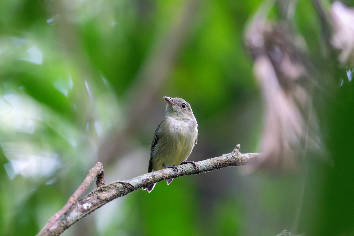 Dwarf Tyrant-Manakin - ML643540277