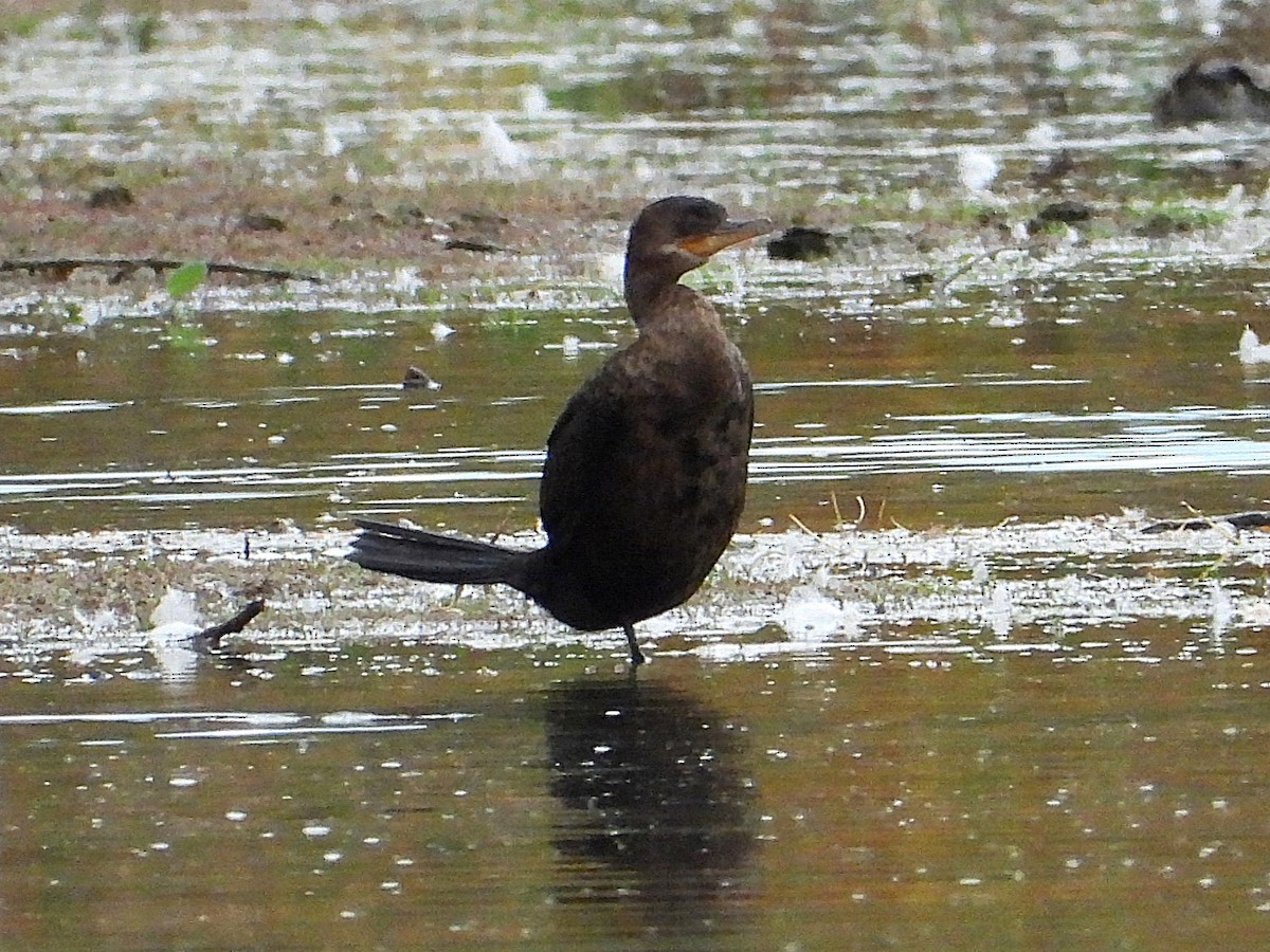 Neotropic Cormorant - ML643540293
