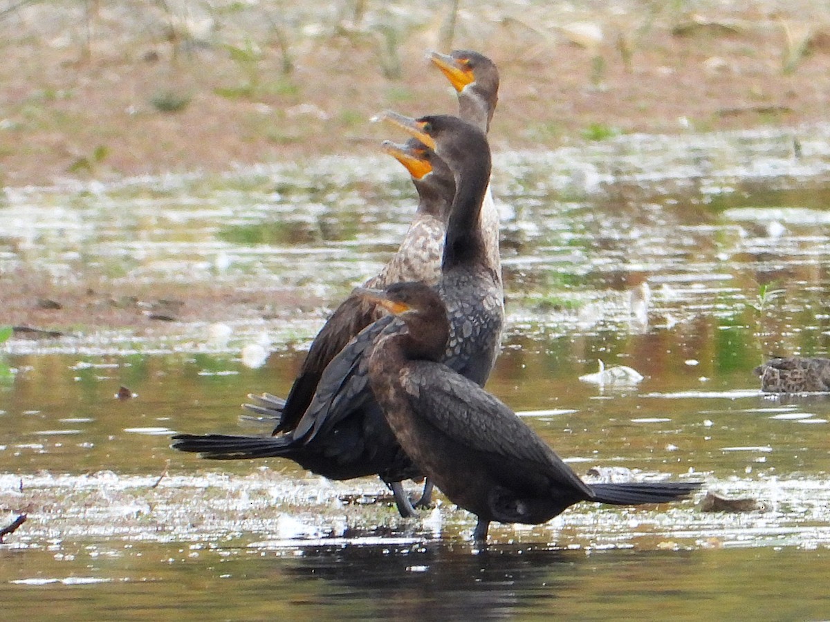 Neotropic Cormorant - ML643540294