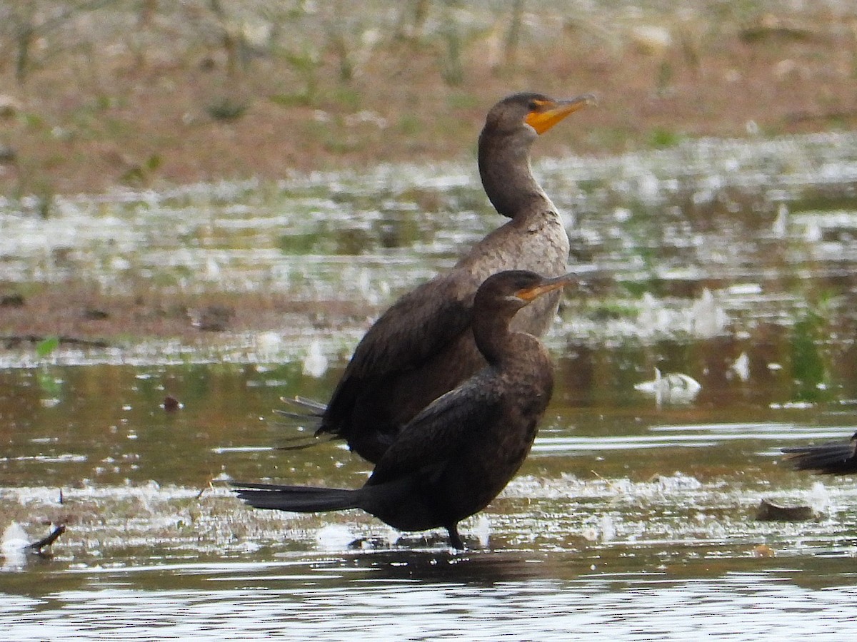 Neotropic Cormorant - ML643540295