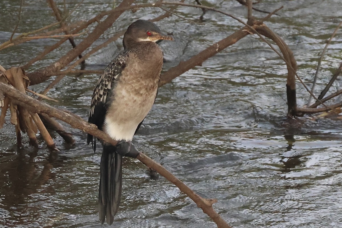 Reed Cormorant - ML643540298