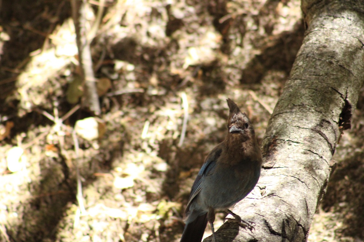 Steller's Jay (Coastal) - ML643540303