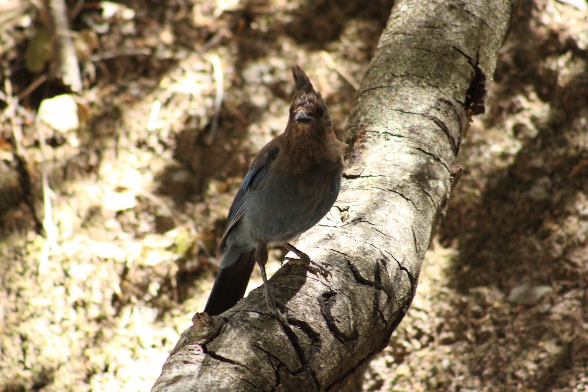 Steller's Jay (Coastal) - ML643540304