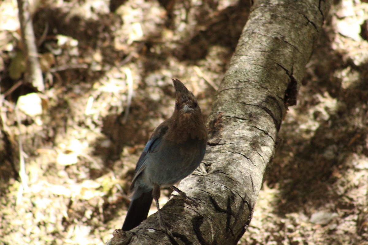 Steller's Jay (Coastal) - ML643540305