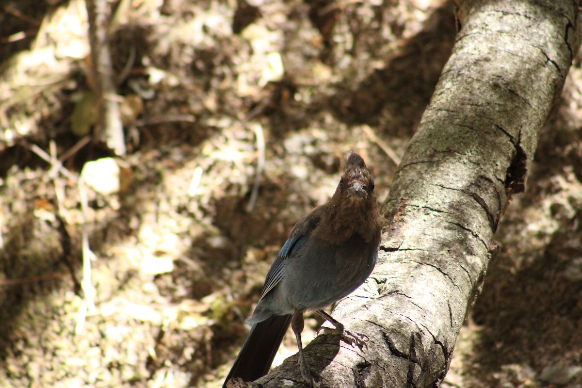 Steller's Jay (Coastal) - ML643540306