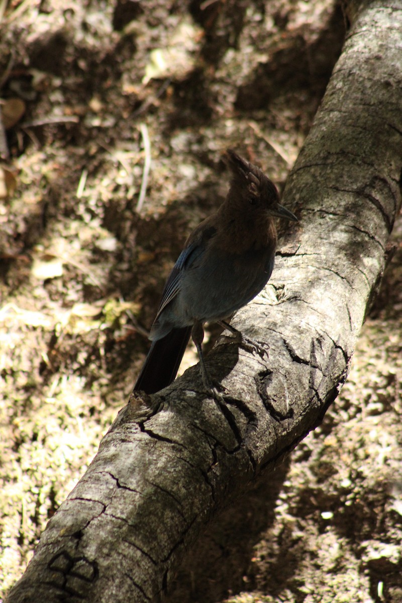 Steller's Jay (Coastal) - ML643540307