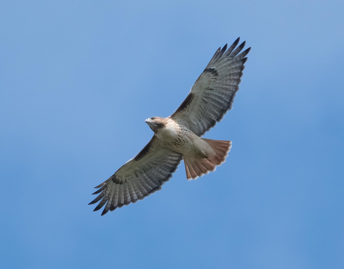 Red-tailed Hawk - ML643540313