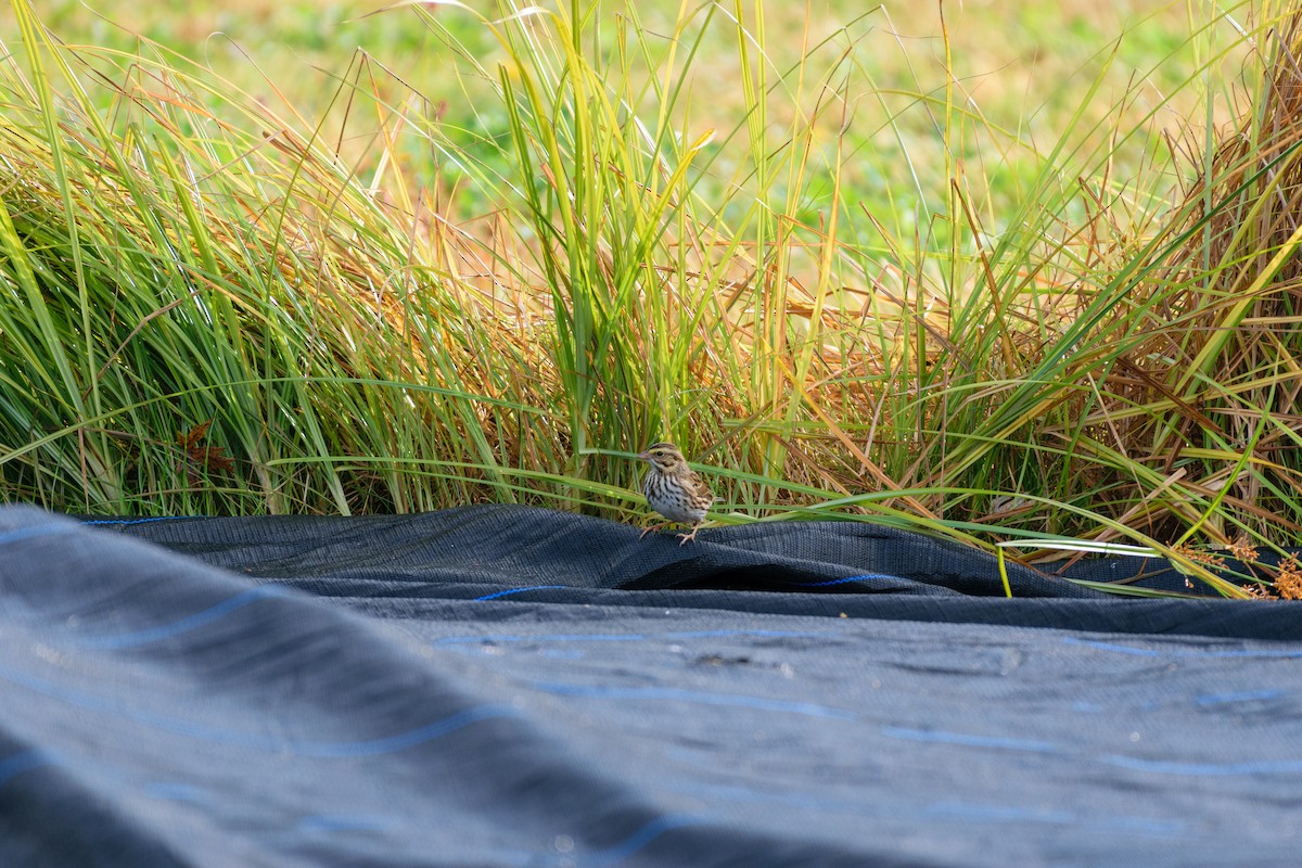 Savannah Sparrow - ML643540315