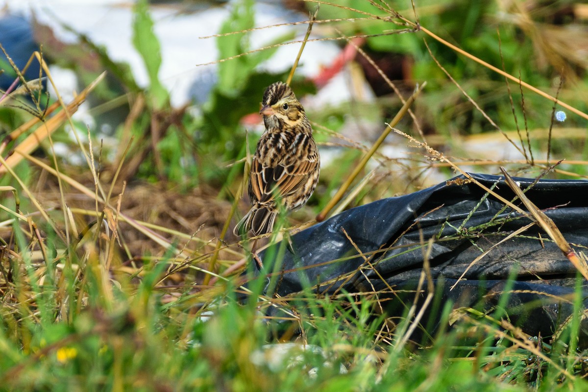 Savannah Sparrow - ML643540319