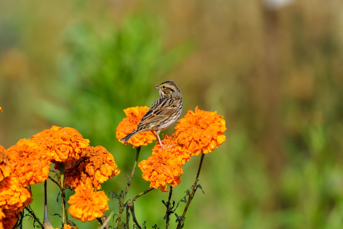 Savannah Sparrow - ML643540320