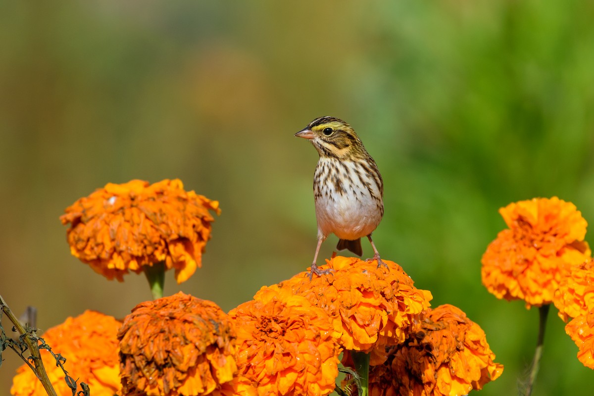 Savannah Sparrow - ML643540321