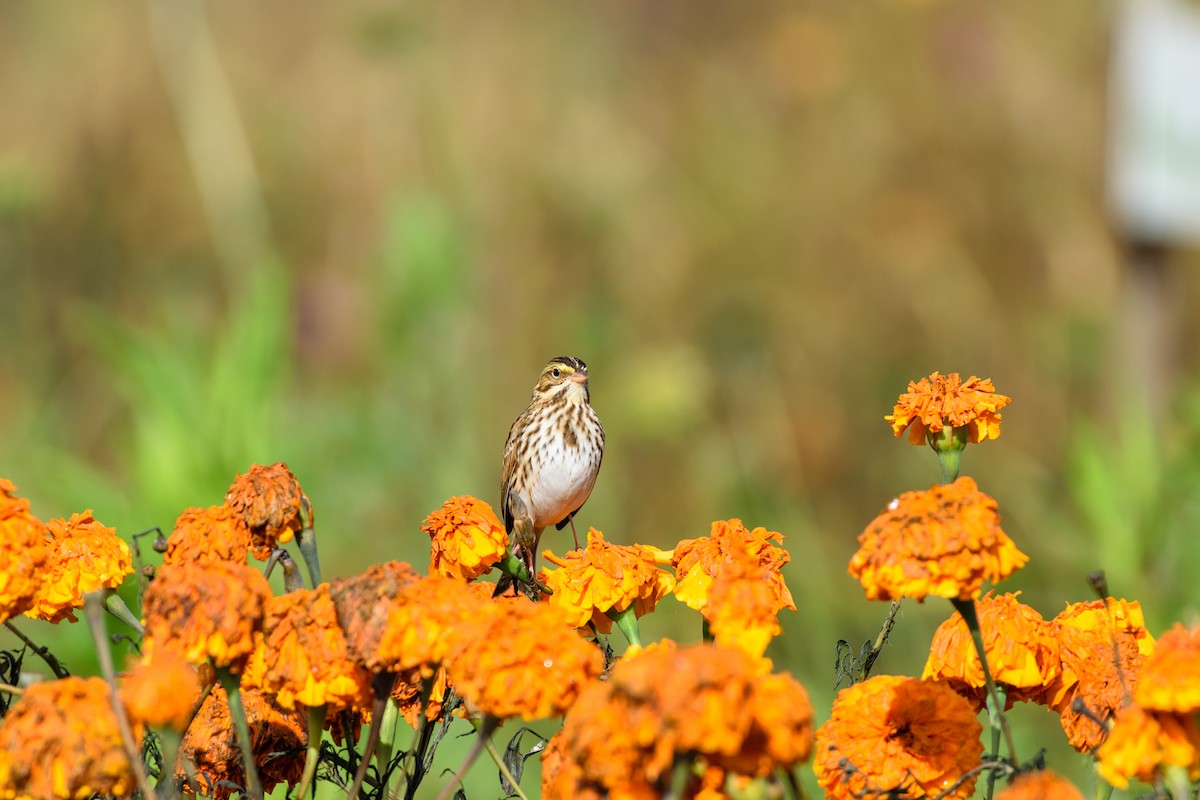 Savannah Sparrow - ML643540327