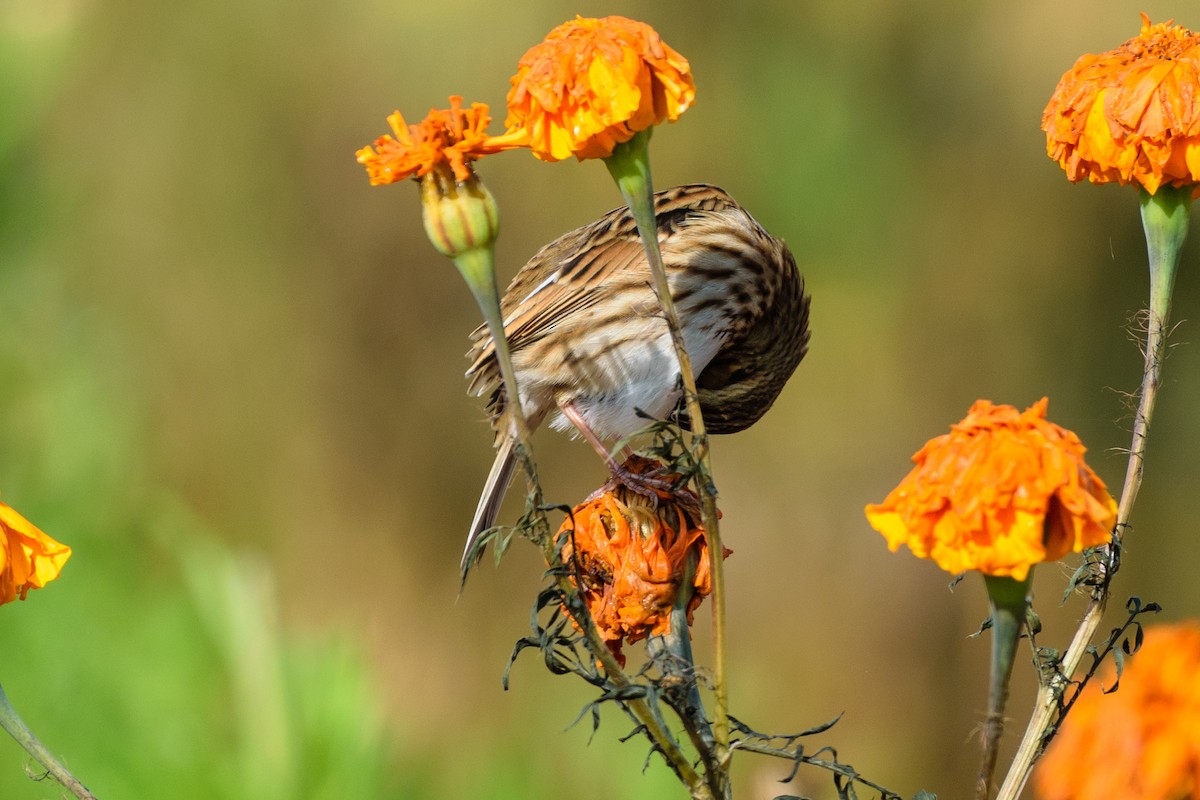 Savannah Sparrow - ML643540329