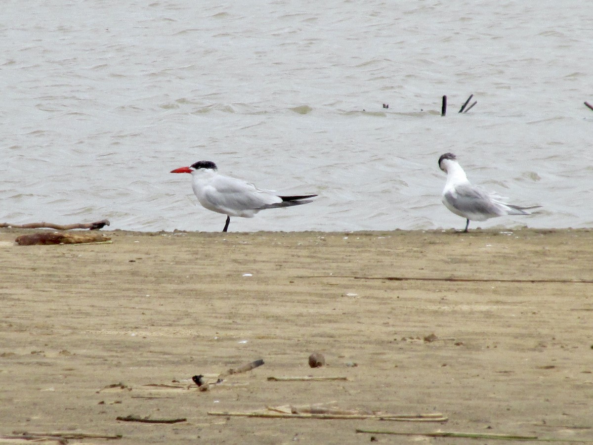 שחפית כספית - ML643540333